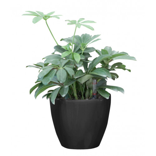 G21 önöntöző kaspó Ring 17.5cm, fekete 6392551