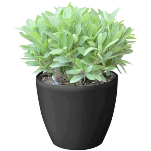 G21 önöntöző kaspó Ring mini 15cm, fekete 6392541