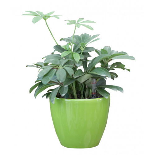 G21 önöntöző kaspó Ring 17.5cm, zöld 6392553