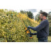 DeWALT DCMHT562P1-QW Akkus sövénynyíró 55 cm, 19 cm XR (18V/1x5,0Ah)