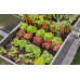 GARDENA MDS Zárótömítés, 4,6 mm (3/16"), 10 db 13215-20