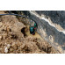 Metabo SP 150-35 S Merülőszivattyú szennyezett vízhez (510W/15000l/h) 601795000