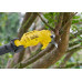 Stanley SFMCPP632D1-QW FatMax V20 Akkus ágvágó (18V/1x2,0Ah)