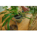 Fiskars Plant Care Növényvágó olló tartóval, 19 cm 1075316