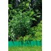 GARDENA Ágyáskeret, zöld, 9 m x 15 cm 0538-20