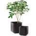 KETER CUBE PLANTER L virágtartó, antracit 230225 (17201220)