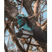 Makita DUP181Z Akkus metszőolló Li-ion LXT (30mm/18V/akku és töltő nélkül)