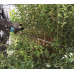 Makita UH006GM201 Akkus sövényvágó 600mm, Li-ion XGT (40V/2x4,0Ah)