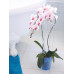 PROSPERPLAST COUBI orchidea virágcserép, 1,1L, átlátszó/rózsaszín DSTO125-CR95G