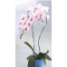 PROSPERPLAST DECOR orchidea támasz, 55 cm, rózsaszín ISTC02-CPR9