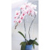 PROSPERPLAST DECOR orchidea támasz, 55 cm, átlátszó ISTC02-CPNO