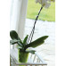 PROSPERPLAST DECOR orchidea támasz, 55 cm, zöld ISTC02-CPY2