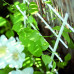 PROSPERPLAST DRAB virágtámasz, 16 x 38 cm, fehér IDR1-S449
